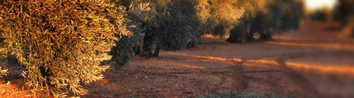 Olivar del Campo de Montiel al atardecer