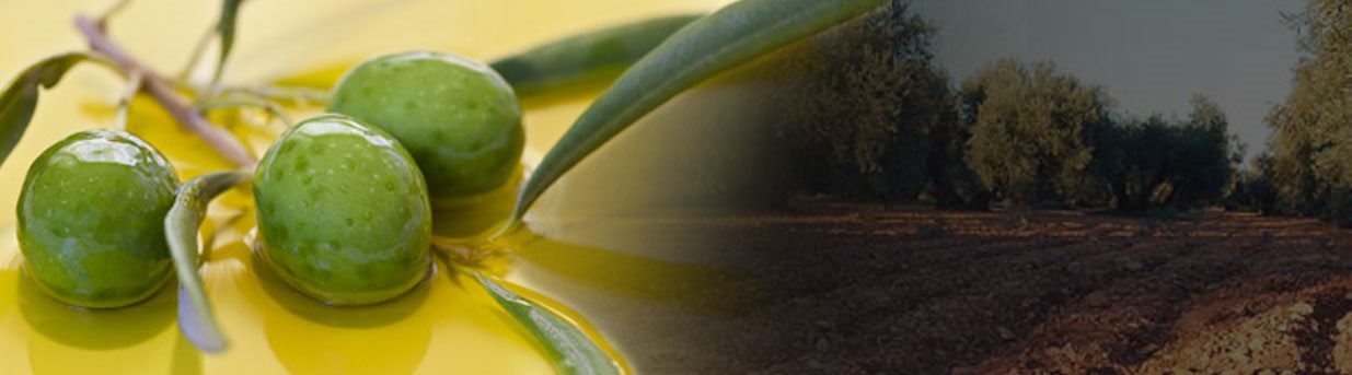 Aceitunas verdes en el olivar del Campo de Montiel